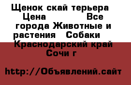 Щенок скай терьера › Цена ­ 20 000 - Все города Животные и растения » Собаки   . Краснодарский край,Сочи г.